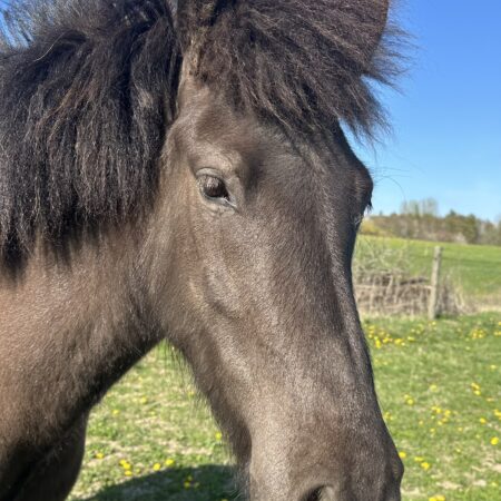 Hemma igen